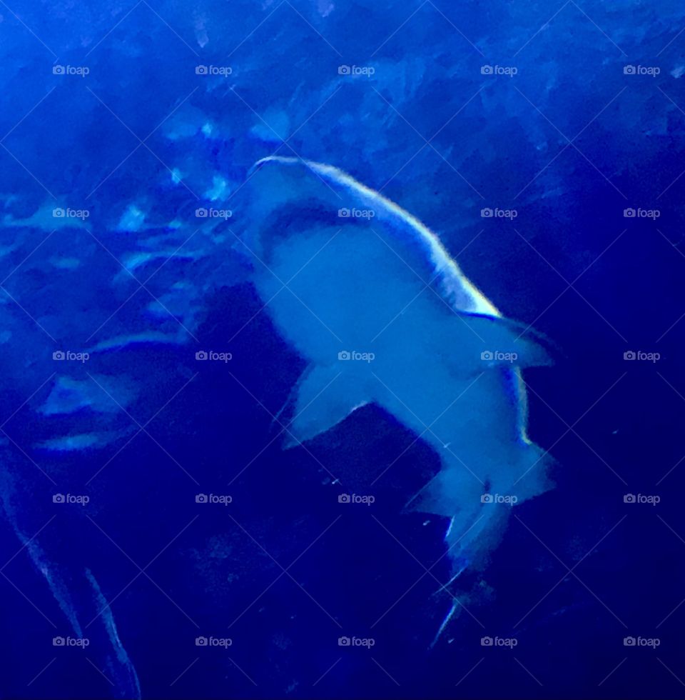 A view of a shark swimming in a tank of  water from underneath