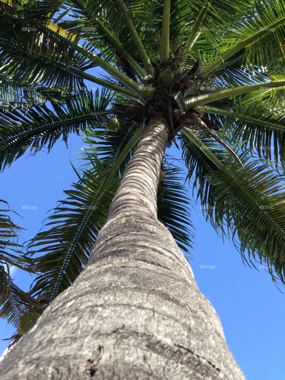 tree palm coconut florida by framon