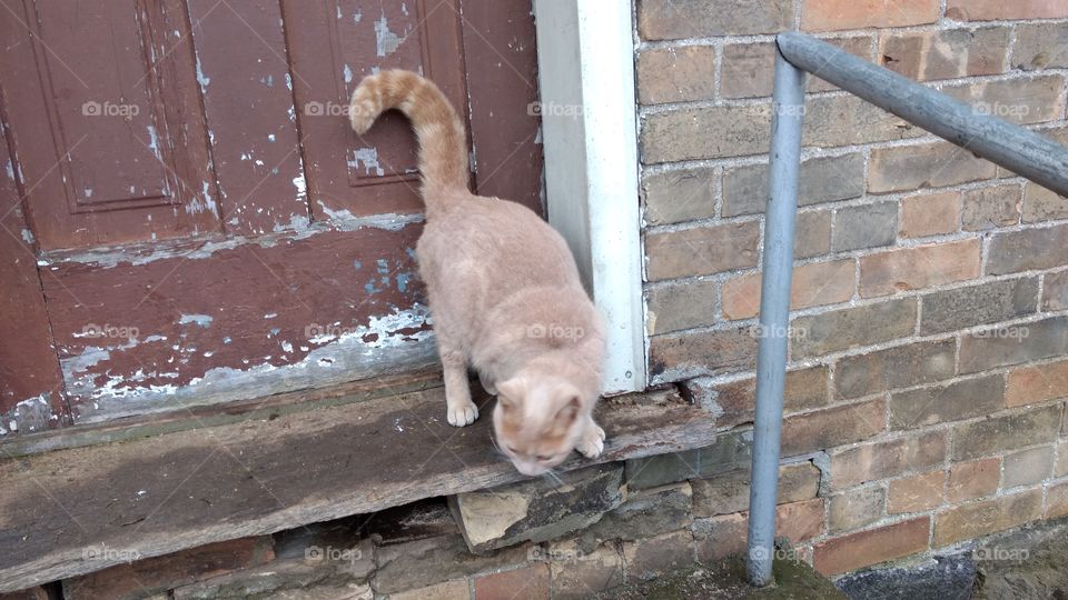 High angle view of cat beside door