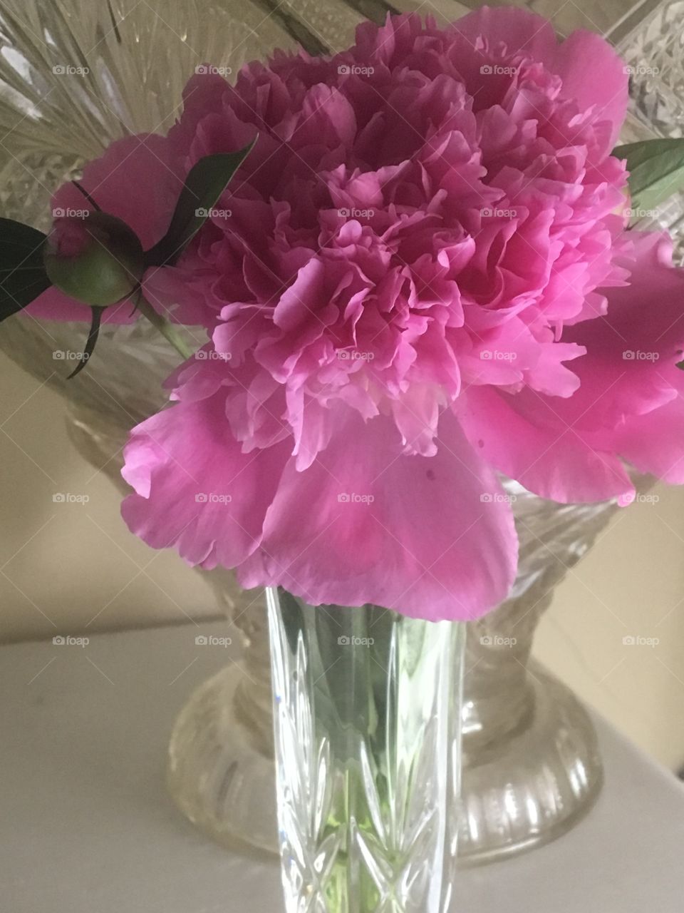 Pink peony rose in crystal vase