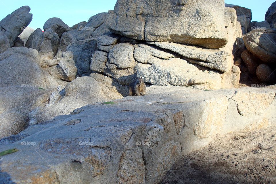 the squirrels of Monterey