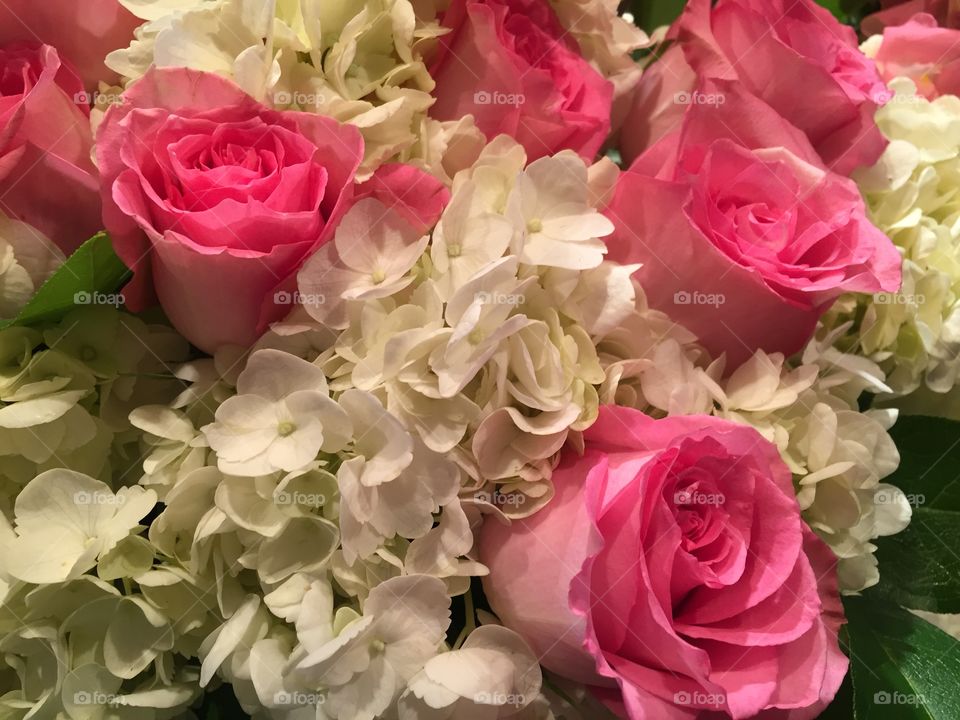 Pink and White Flowers