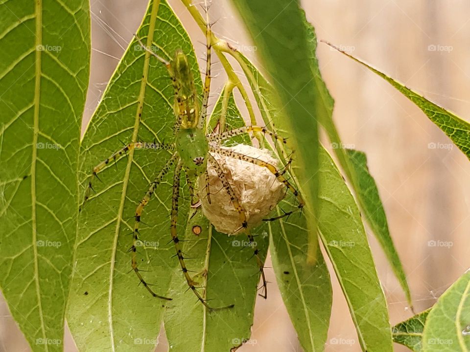 Peucetia viridans, the green lynx spider protecting her egg sac which can house up to 600 eggs. Considered a beneficial garden spider.