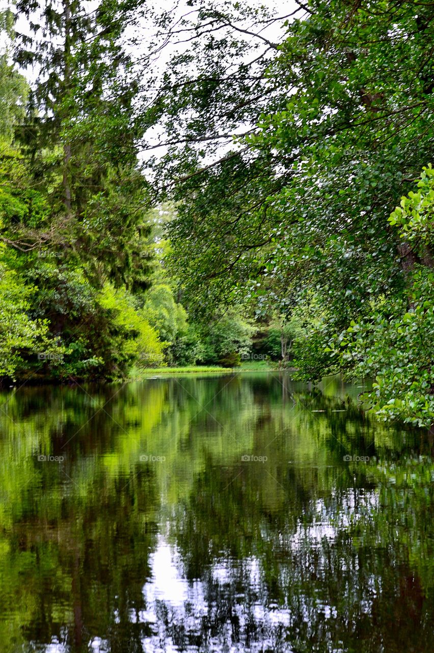 Reflection of trees in river