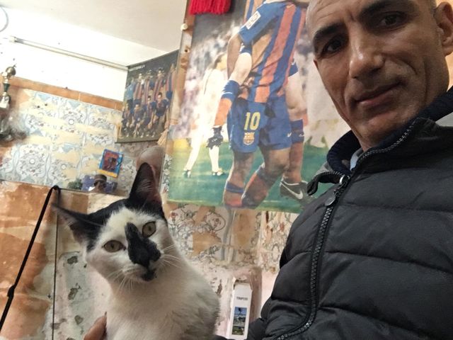 Cat
