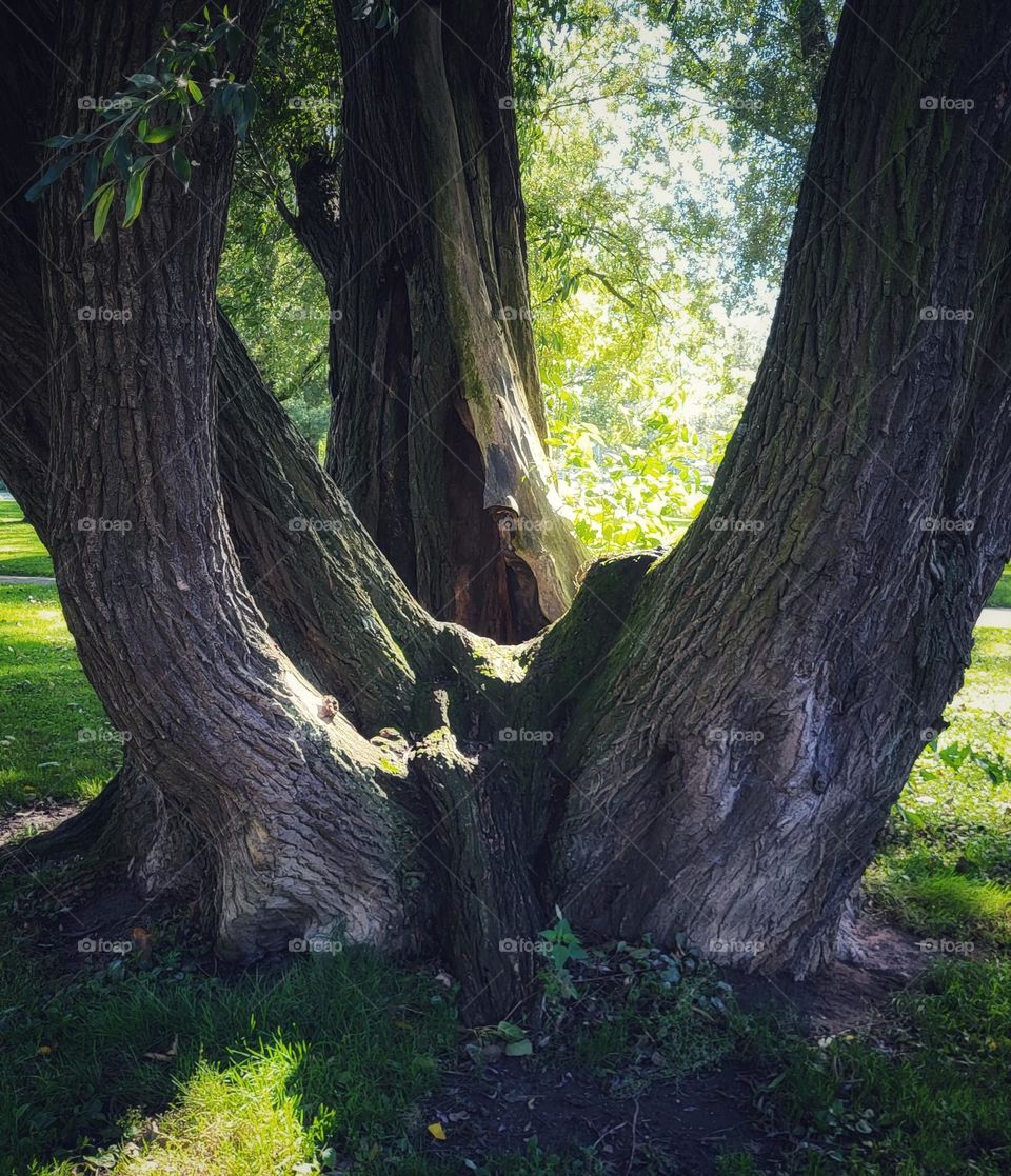 Amazing tree