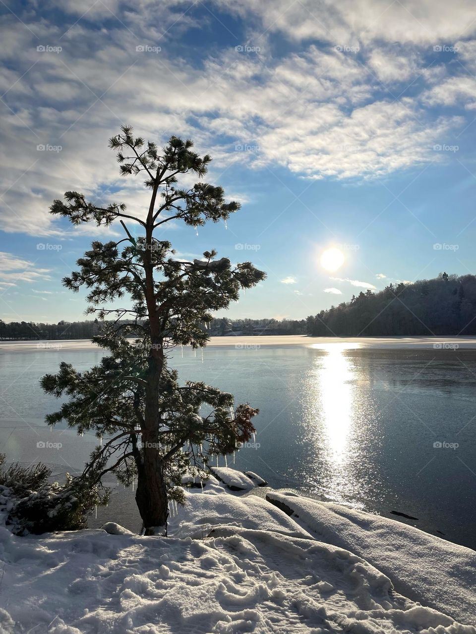Frozen fir tree in snow with icicles on it’s branches by frozen lake on a cold sunny winter day 