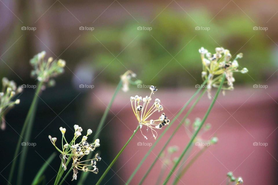 Flowers bloom and fall