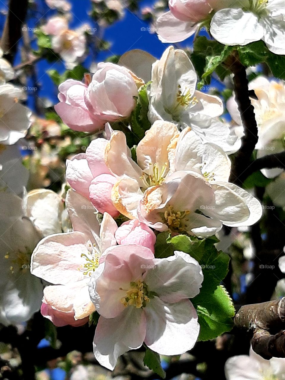 Blütenpracht in Neuffen