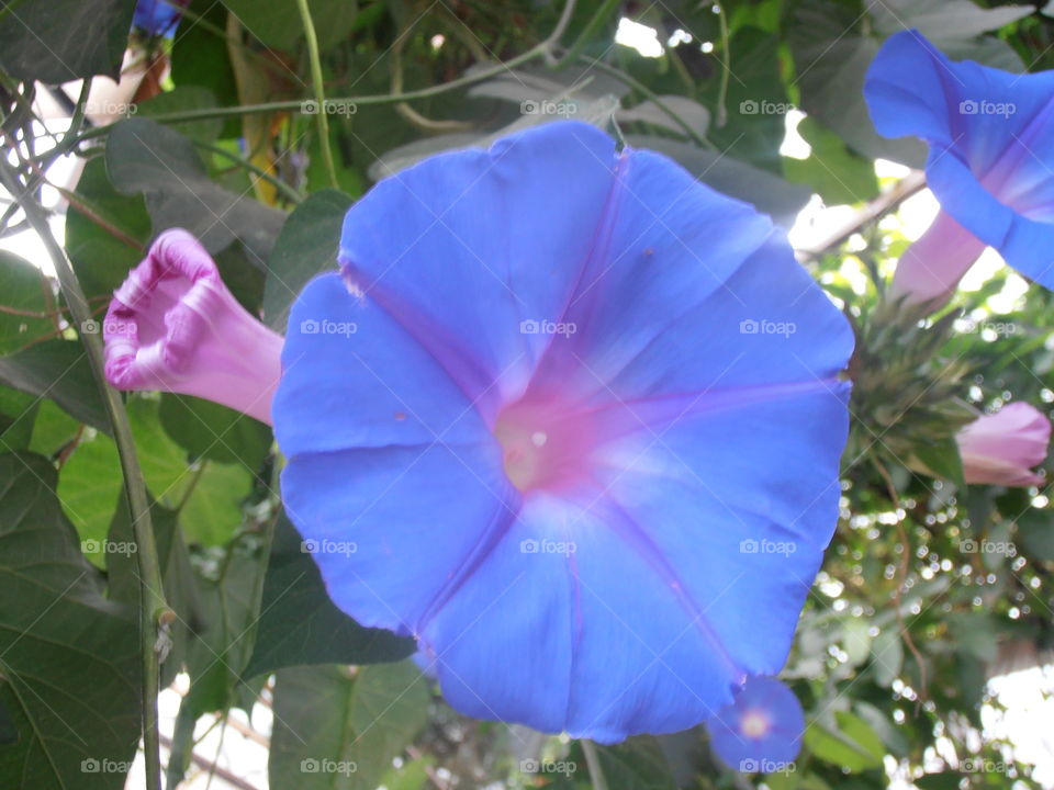 Blue Cultivated Bindweed Flower