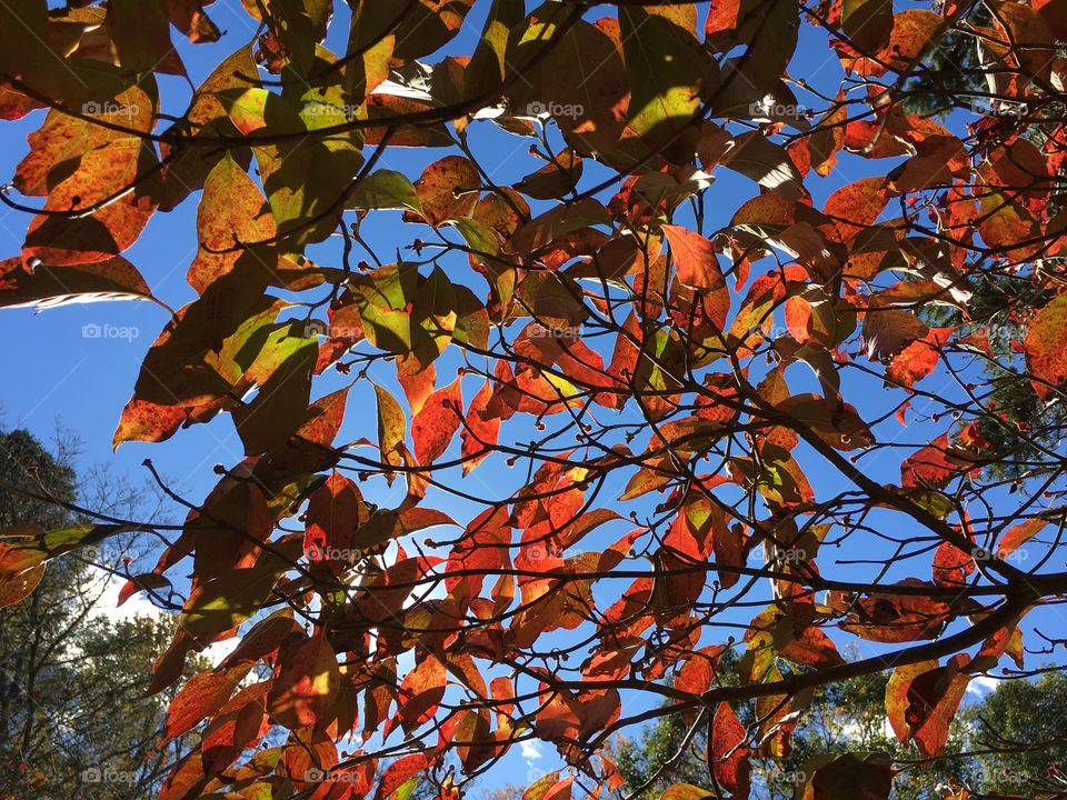 Sunlit leaves