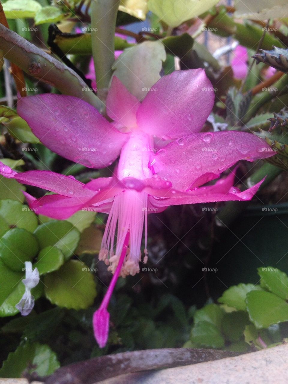 Crab Claw Flower