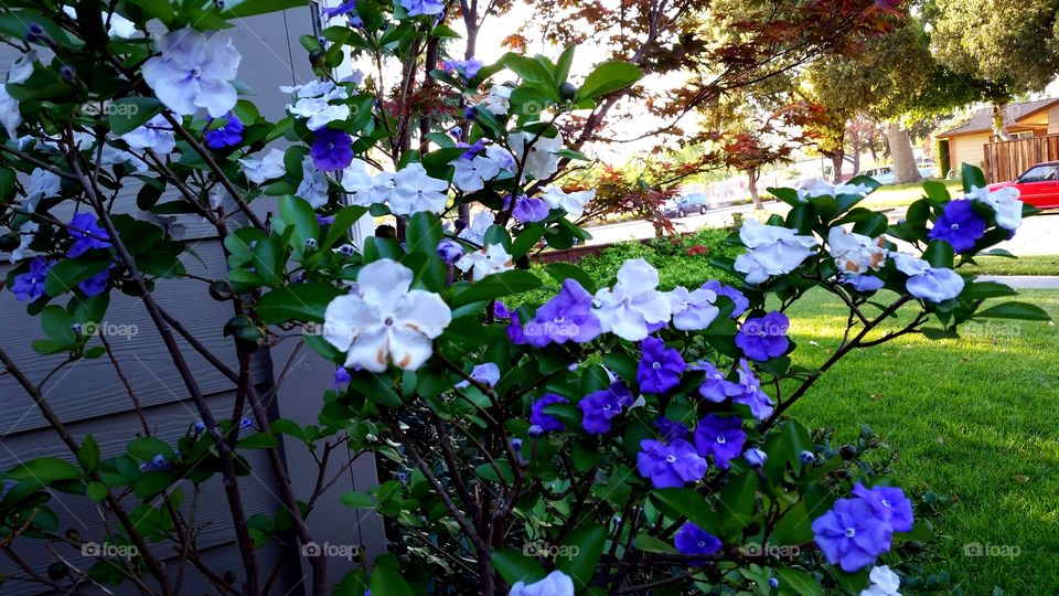 Spring Flowers. "Yesterday, Today & Tomorrow" Spring Flowers go from white to lavender to purple before dying off.