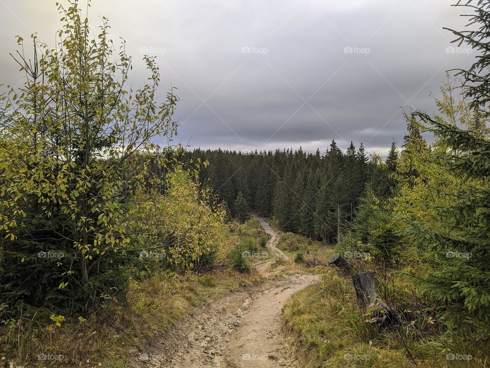 Path in the forest