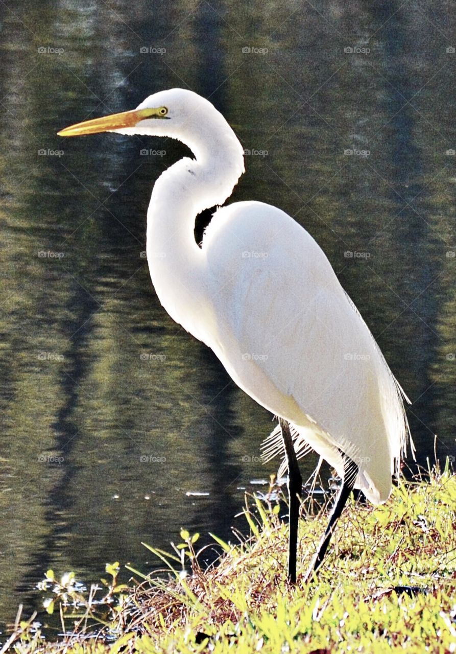 Egret
