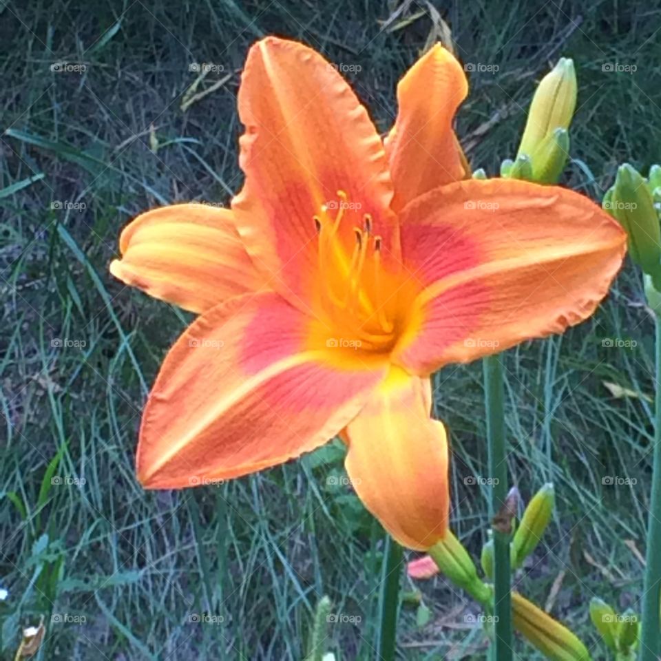 Lily. Flower 