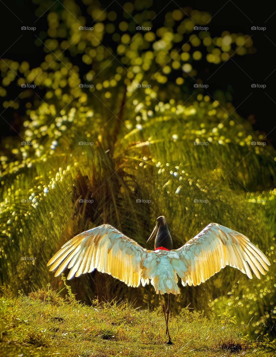 tuiuiú secando suas asas