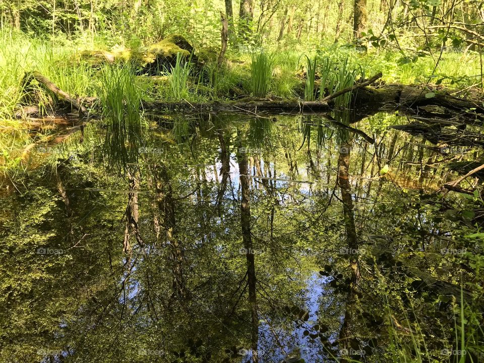 Dägimoos Wangen an der Aare 