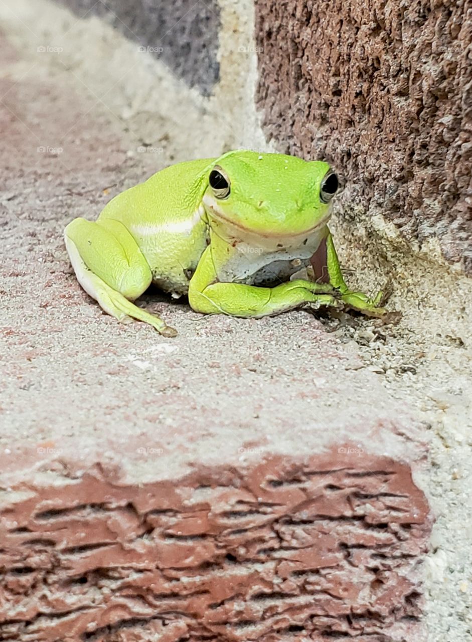 Little green tree frog