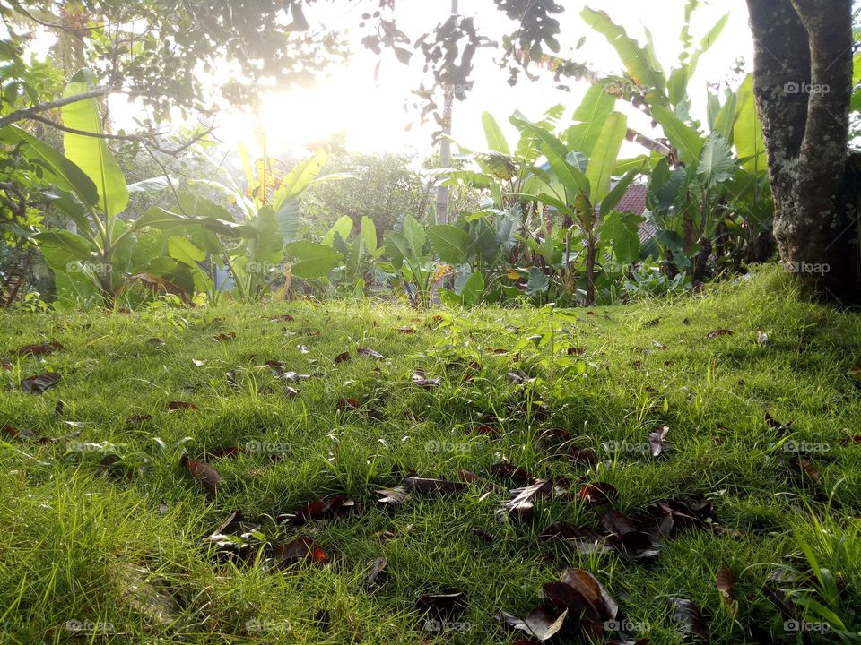 sunrise grass