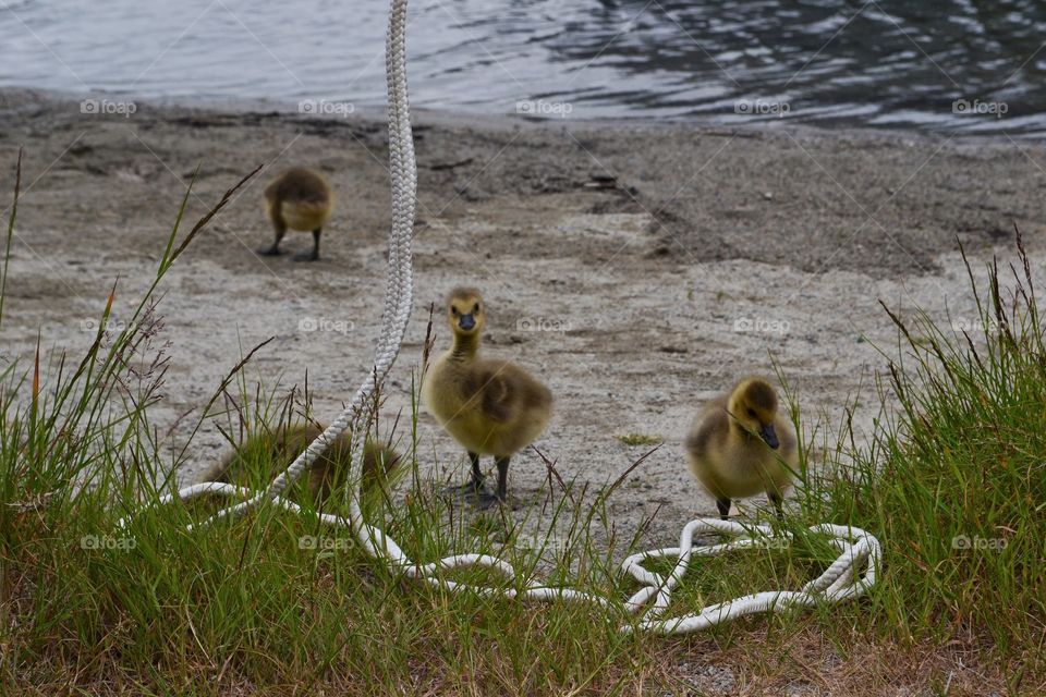 Fuzzy Babies! goslings at the lake. Fuzzy baby geese goslings at lake