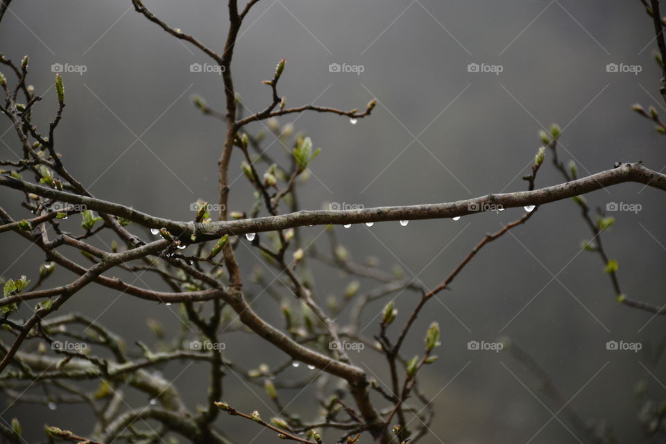 rainy-foggy day in the forest