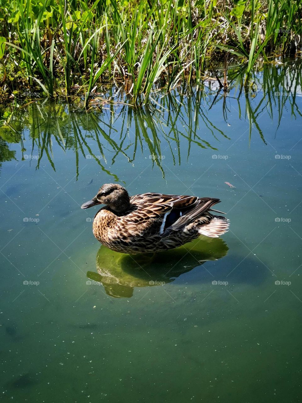 Portrait of a duck in a pond. Wonderful spring weather. Nature delights with its beauty. Reflection on the water.