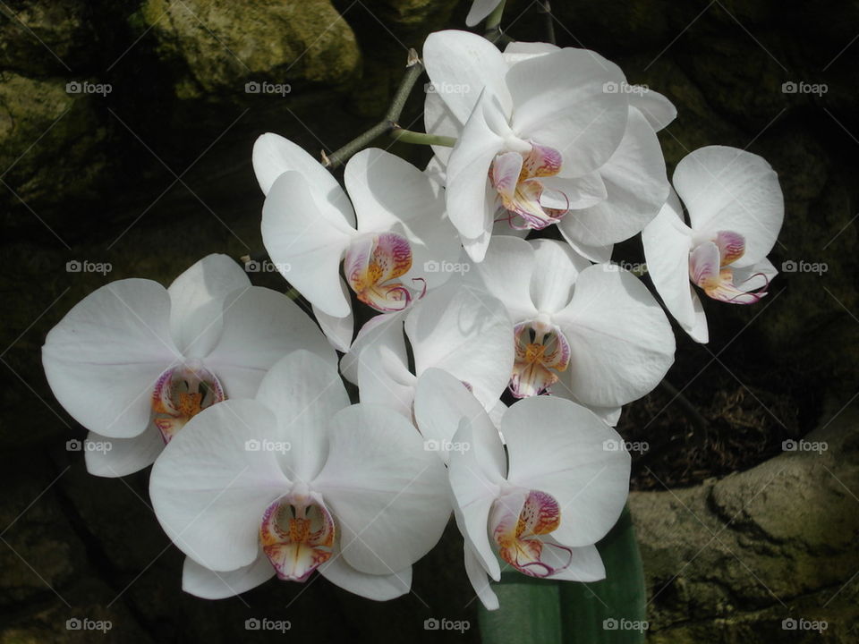 Orchids