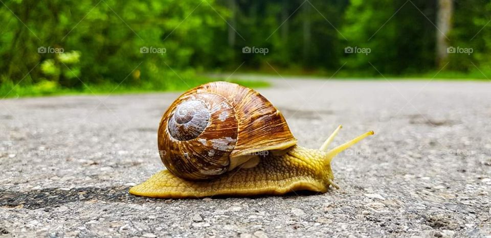 Little snail on Maksimir Park Zageeb