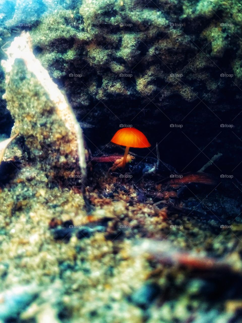 mushroom