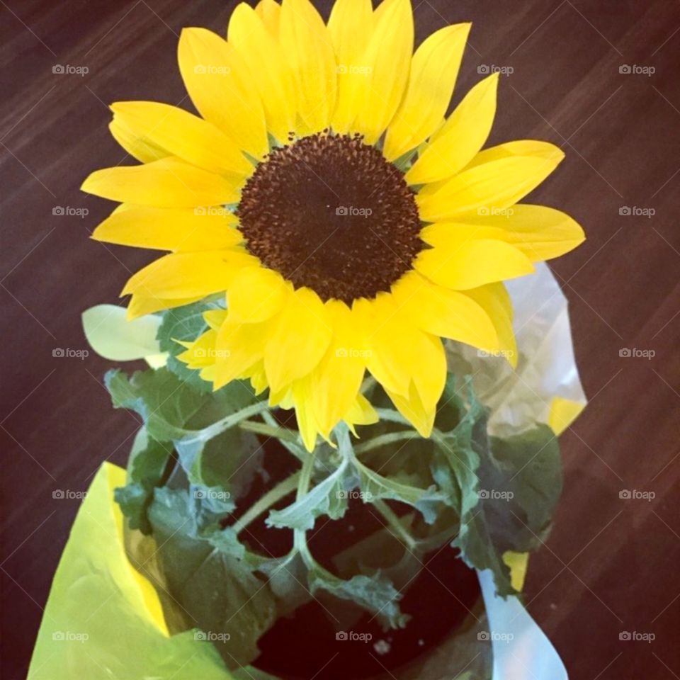 Portrait of my favorite flower, the Sunflower. It’s beauty I sure to make you happy. 