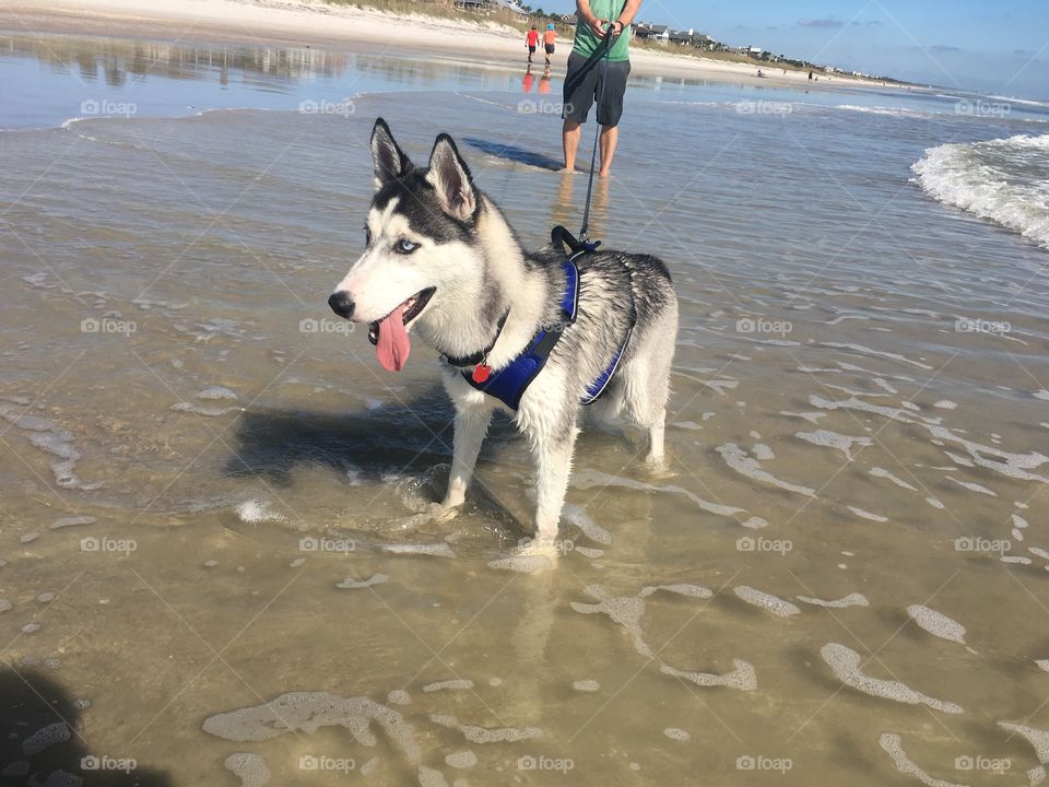 Dog, Water, Beach, No Person, Outdoors