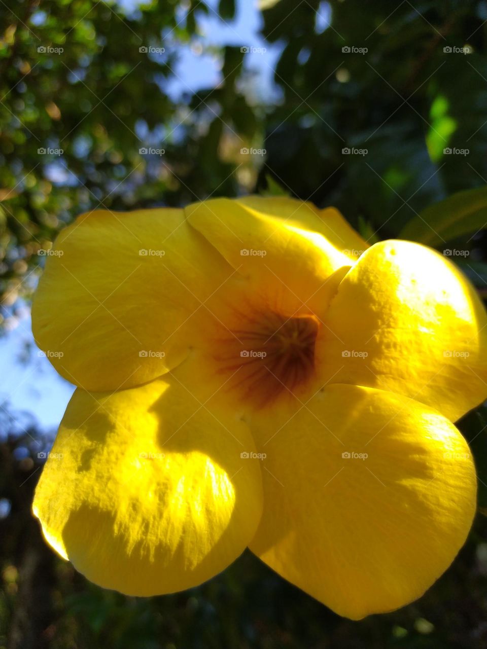 flor na natureza amarela