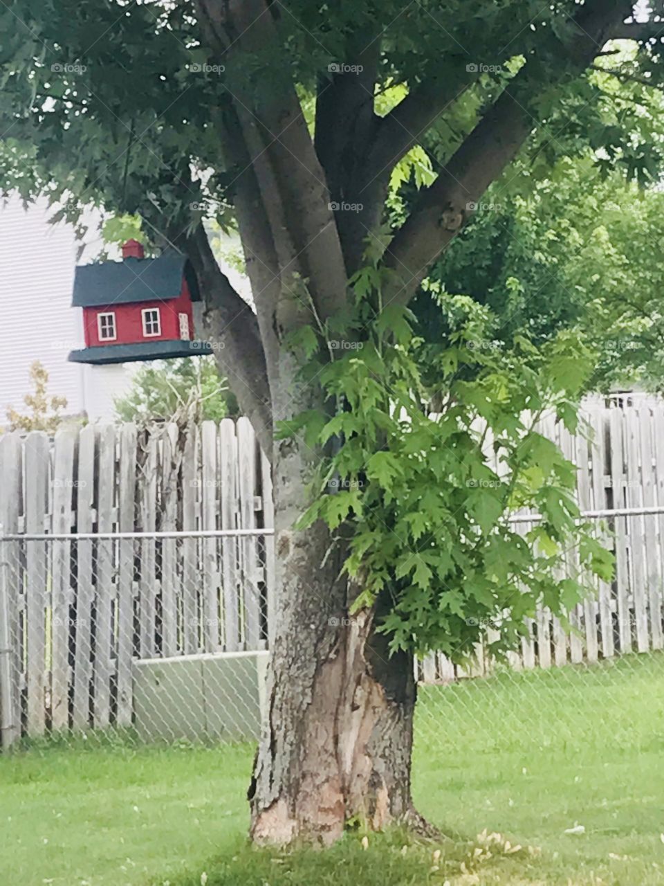 Backyard tree with a red bird house
