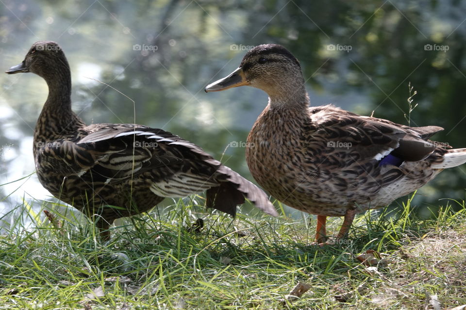 Two ducks on the waterfront.