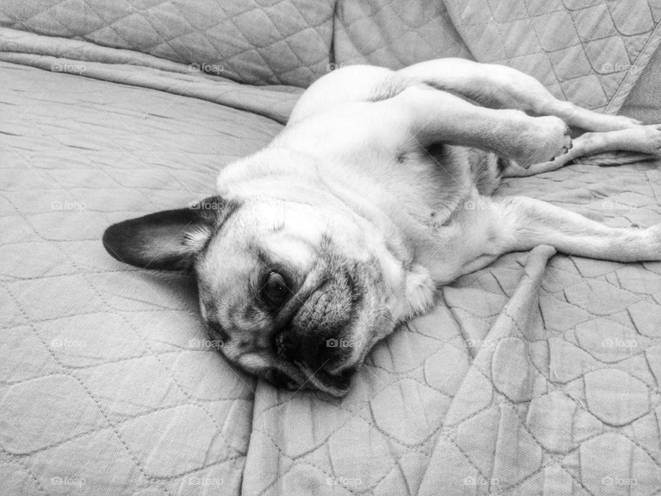 Resting pug dog! 