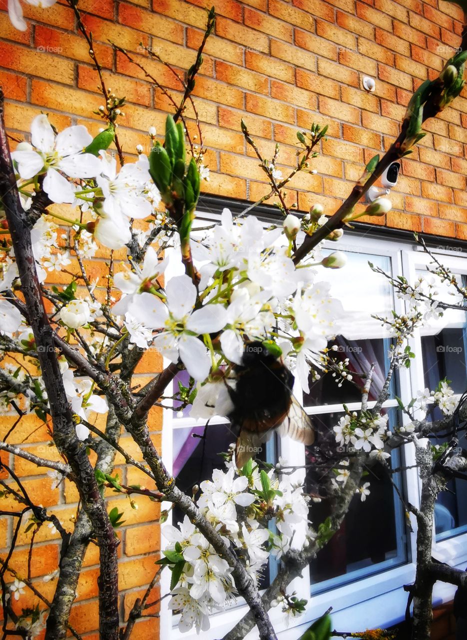 Bumblebee on a cherry tree