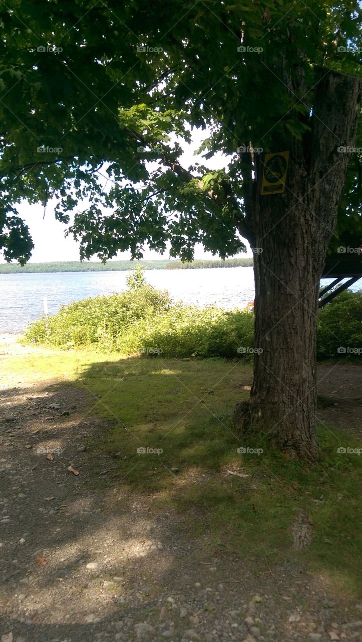 No Person, Landscape, Tree, Nature, Water