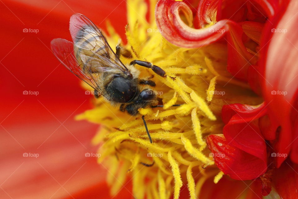 Bee harvesting pollen from a beautiful red Dahlia flower