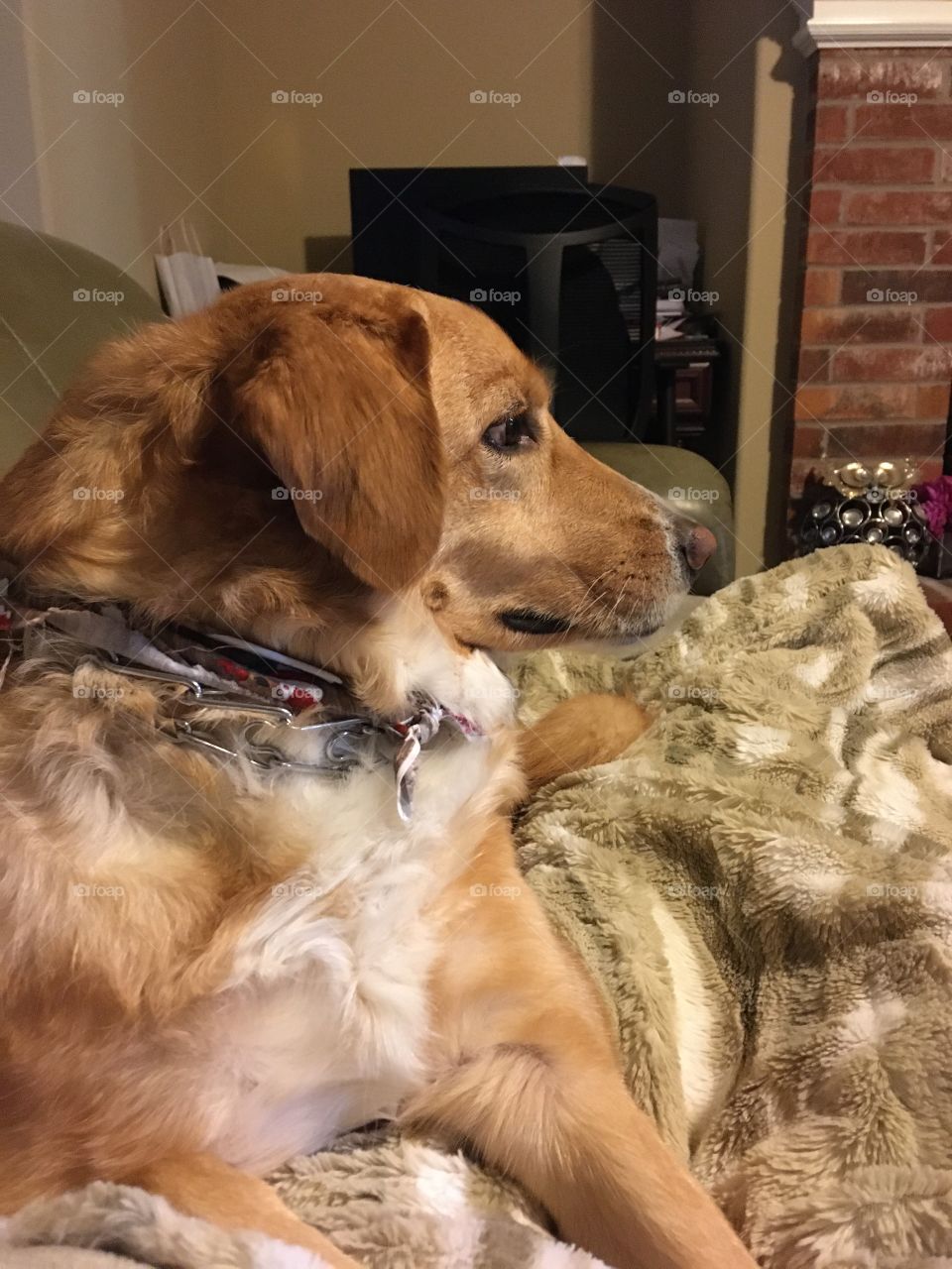 The dog just relaxing on her fur blanket