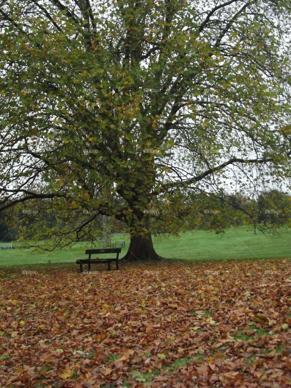 Tree, Landscape, Leaf, Fall, Park