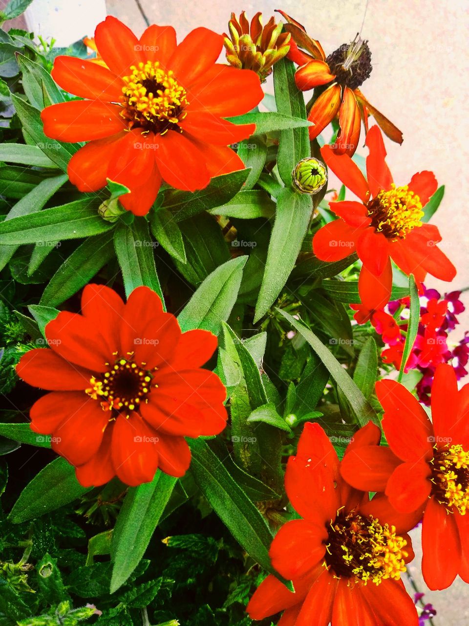 Radiant Red flowers in full bloom taken by Alicia Denise smith ashland ohio