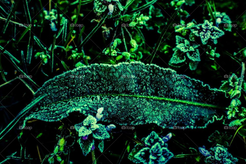 frosty leaf resting in the grass