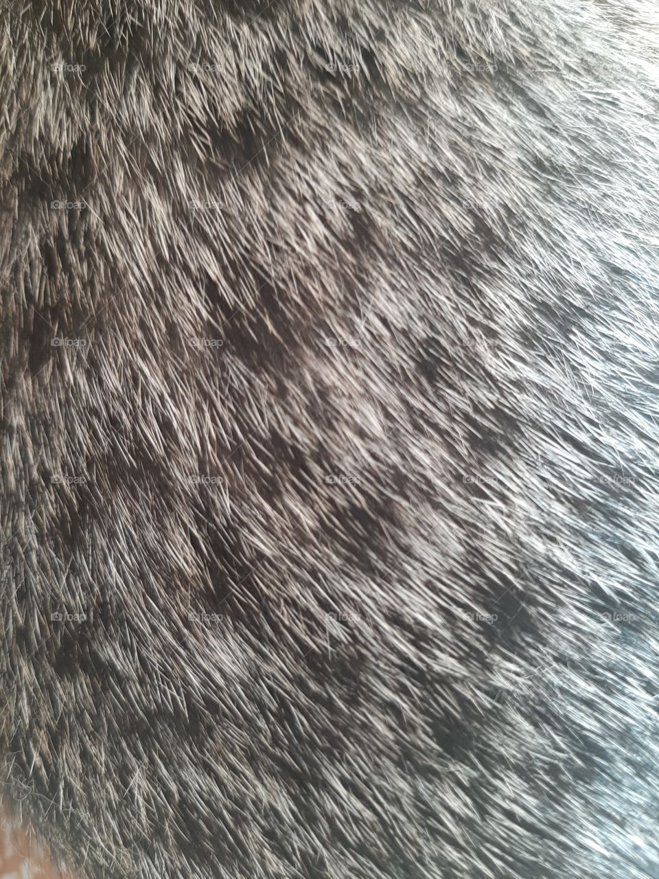 Дикобраз  или   кошка?