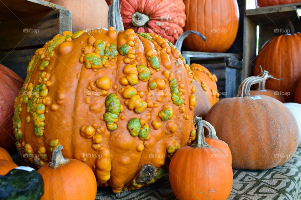 Lumpy Pumpkin