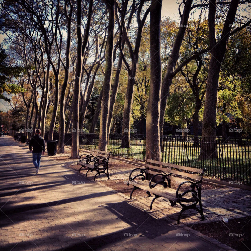 new york city trees park by jenifer_ward