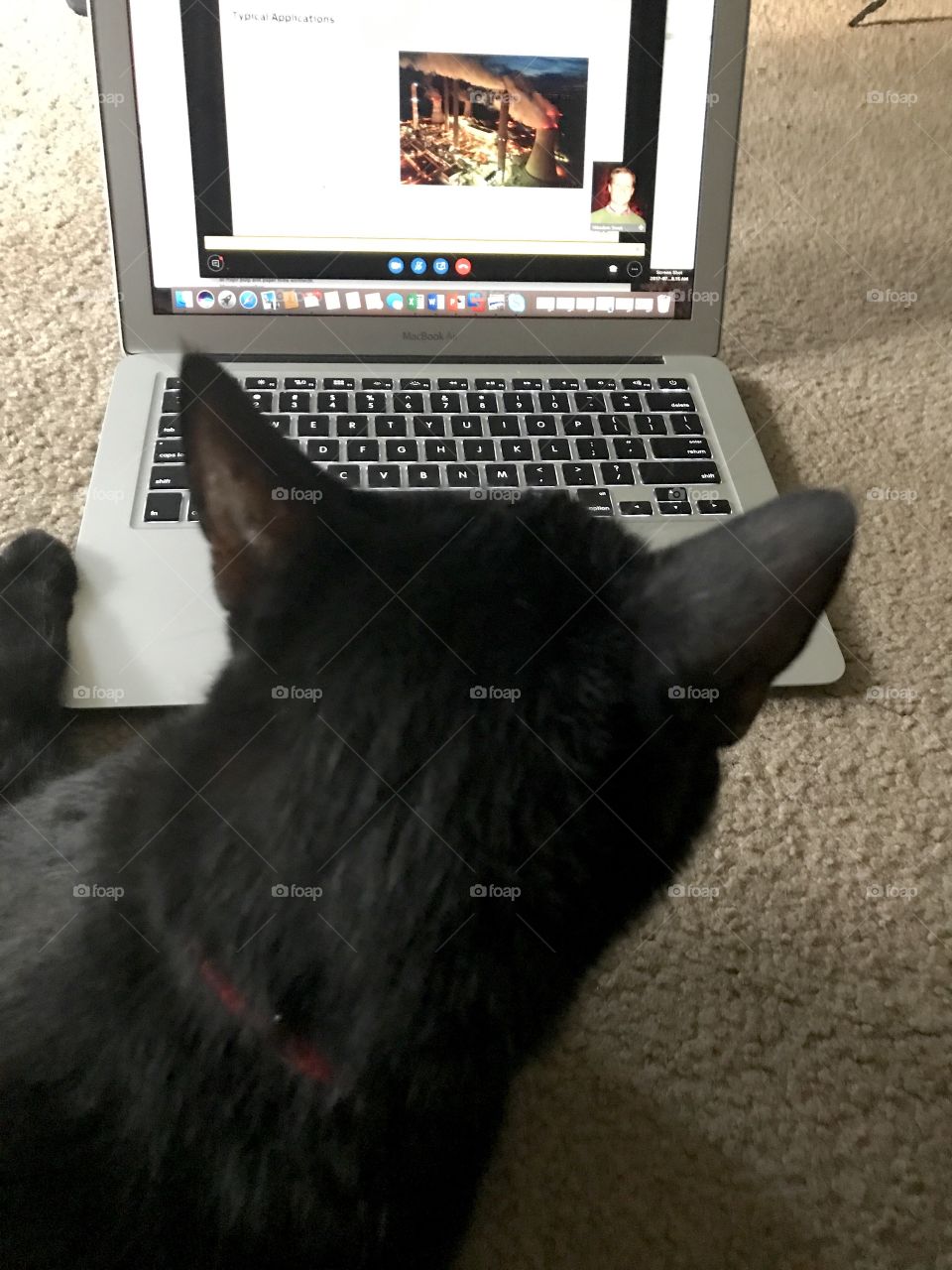 Cat working at computer