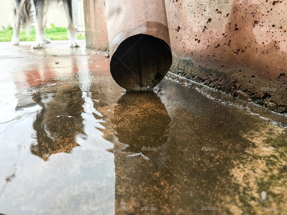 Water flowing out of rainwater drain water pipe off side of house with reflection of border collie sheepdog watching it flow and trickle