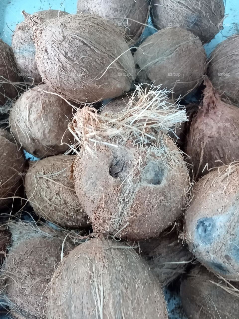 Your The Best Macro Coco é o fruto do coqueiro. A casca é espressa e composta principalmente por fibras, o interior do fruto possui uma amêndoa branca usada na alimentação e, uma porção de Água