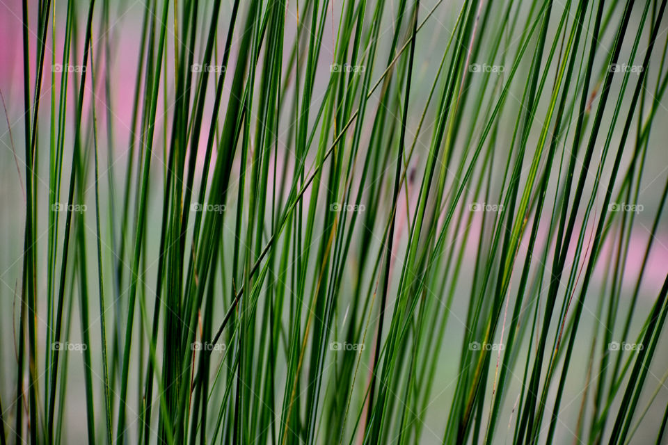 Green is an indication for welfare.